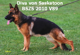 Diva von Saskatoon
BSZS 2010 V89